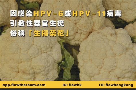 龜頭花|生「椰菜花」難斷尾：拆解性病疣感染途徑及預防方法